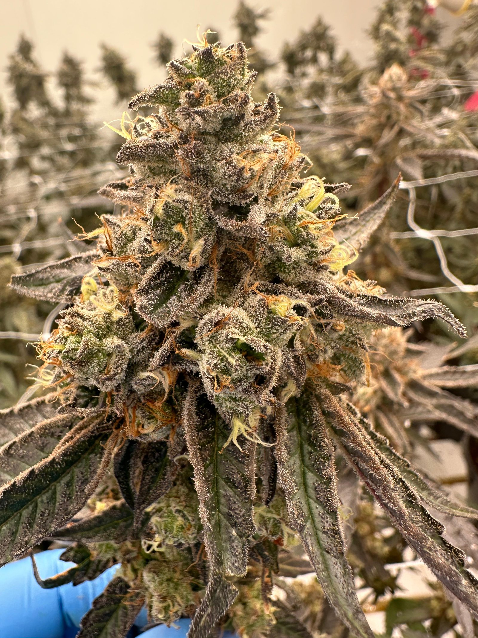 Bud Image 1